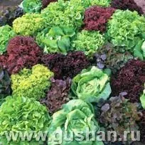 Salata cu salată și roșii, bucătar simplu și delicios (salată) Salata cu salată și roșii, bucătar simplu și delicios
