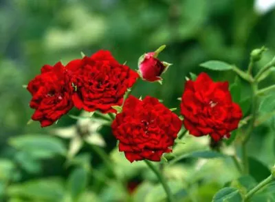Rose Garden - cultivare și îngrijire