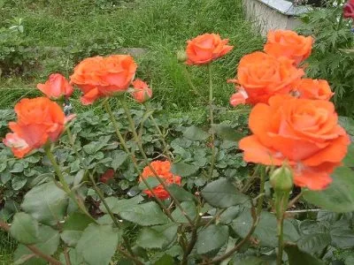 Rose Garden - cultivare și îngrijire