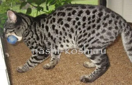 Safari - Fotografii, pisici, pisicuțe, despre rasa, despre pisici