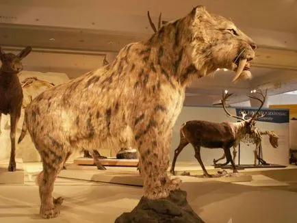 Dințat tigru „- smilodon