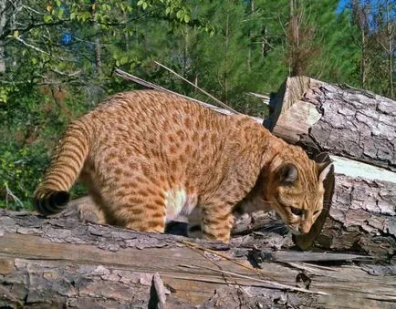 Safari - o rasa hibrid de pisică (foto)