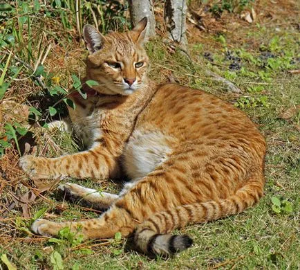 Safari - o rasa hibrid de pisică (foto)