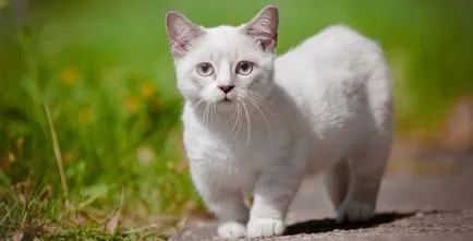 Cea mai mica pisica rase de 17 specii, cu fotografii și nume (rocă) Cea mai mica pisica rase de 17 specii, cu fotografii și nume