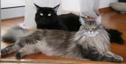 Cea mai mare rasa de pisici domestice - lumea minunată a animalelor (mare) Cea mai mare rasa de pisici domestice - lumea minunată a animalelor