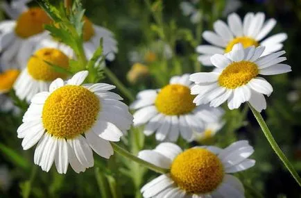 Cele mai frumoase flori sălbatice din lume (29 poze)