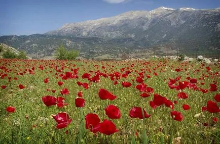 Cele mai frumoase flori sălbatice din lume (29 poze)