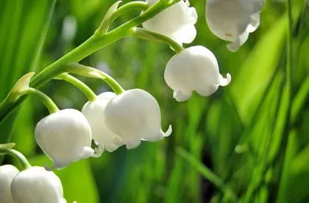 Cele mai frumoase flori sălbatice din lume (29 poze)