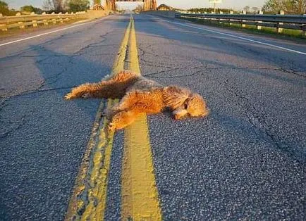 Trage în jos câinele cu semnul masina