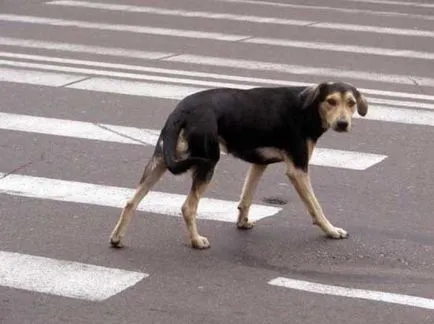 Trage în jos câinele cu semnul masina