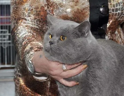 Cele mai multe rase de pisici mari (pisici) Cele mai mari rase de pisici