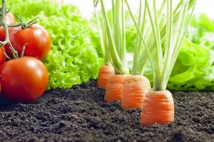 Ce să planteze roșii de lângă cum să planteze roșii anul viitor, și unele căpșuni predecesorii