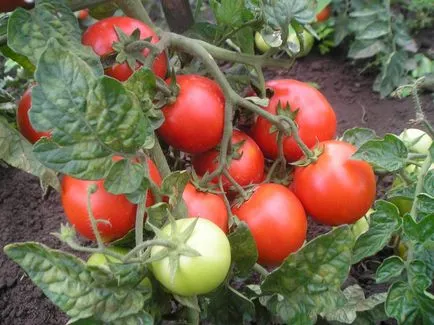 Ce să planteze roșii de lângă cum să planteze roșii anul viitor, și unele căpșuni predecesorii