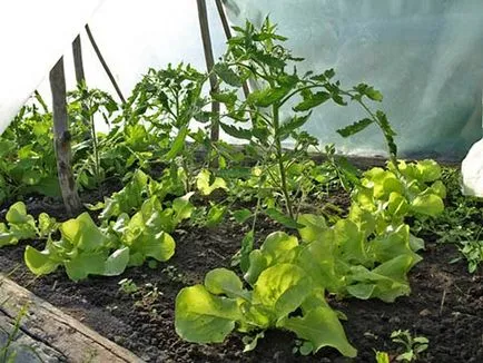 Cu ce pot fi plantate lângă tomate în seră și câmp deschis (tomate) Ce poate fi plantate în apropierea roșii într-o seră și câmp deschis