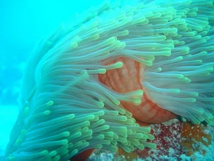 Seychelles - vacanta, meteo, recenzii, fotografii (restul) Seychelles - vacanta, meteo, recenzii, fotografii