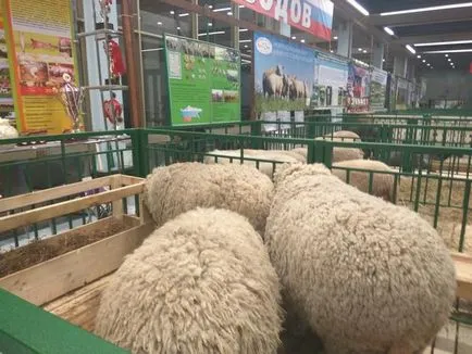 North mjasosherstnyh Caucazian porilor-da, principala ferma-portal - Totul despre afaceri în agricultură