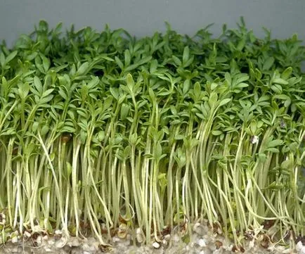 Secretele de creson creștere corespunzătoare (creson) Secretele de cultivare corespunzătoare a Nasturel