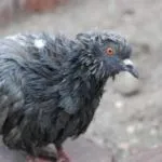 Tratarea simptomelor de inflamație gusa în budgies