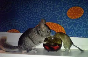 Conținutul chinchilla la domiciliu - celhozportal