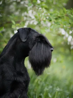 Schnauzer (schnauzer, schnauzer miniatură) fotografie și o descriere a soiurilor rasa de caini, istorie (Schnauzer) Schnauzer (schnauzer, schnauzer miniatură) fotografie și o descriere a soiurilor rasa de caini, istorie