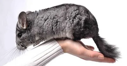 Chinchilla - îngrijire și întreținere la domiciliu