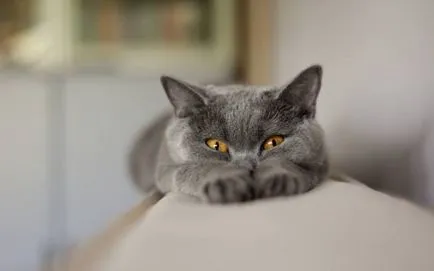 Istoria Chartreux, aspectul, caracterul și îngrijirea