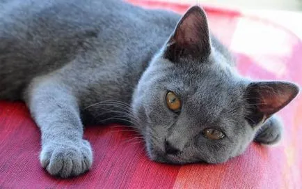 Istoria Chartreux, aspectul, caracterul și îngrijirea