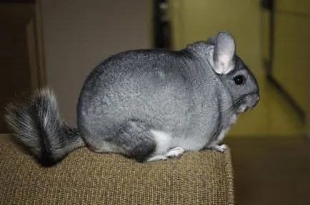 Chinchilla - întreținere și îngrijire