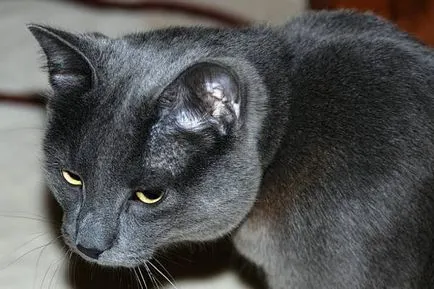 Istoria Chartreux, aspectul, caracterul și îngrijirea