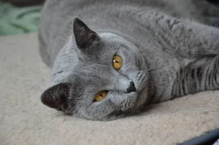 Istoria Chartreux, aspectul, caracterul și îngrijirea