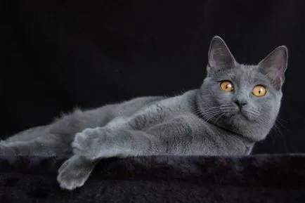 Istoria Chartreux, aspectul, caracterul și îngrijirea