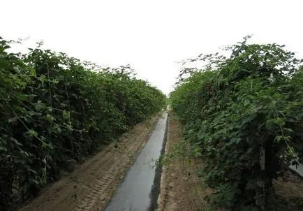Tapiterie pentru cultivarea mure, cu mâinile, odihnindu ca cravată