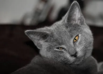 Istoria Chartreux, aspectul, caracterul și îngrijirea