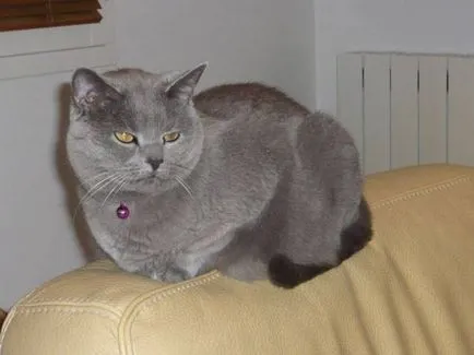 Istoria Chartreux, aspectul, caracterul și îngrijirea