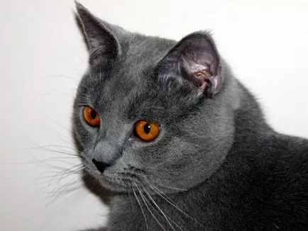 Istoria Chartreux, aspectul, caracterul și îngrijirea