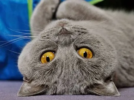 Istoria Chartreux, aspectul, caracterul și îngrijirea