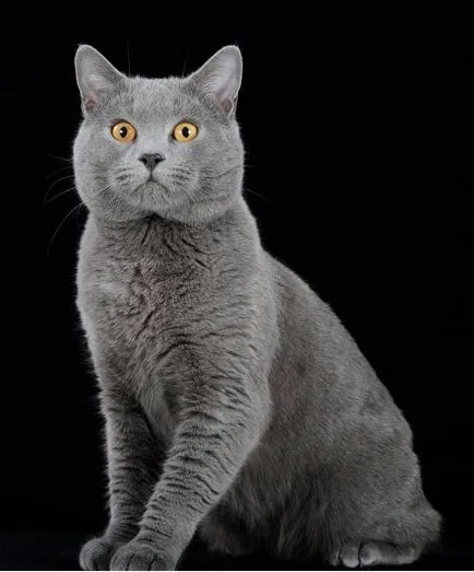 Istoria Chartreux, aspectul, caracterul și îngrijirea