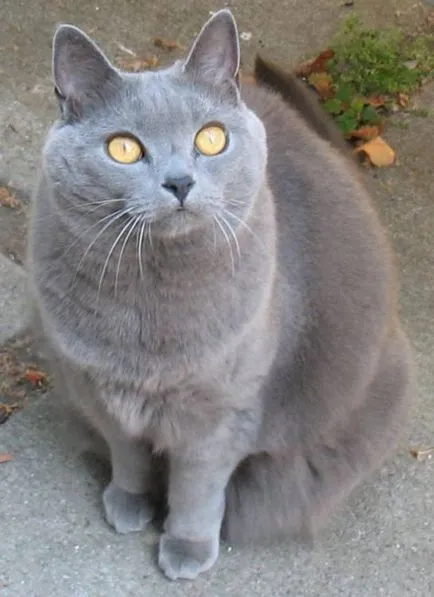 Istoria Chartreux, aspectul, caracterul și îngrijirea