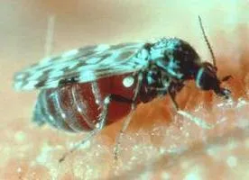 Cât trăiesc mulți păduchi de habitat