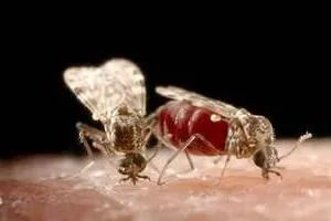 Cât trăiesc mulți păduchi de habitat