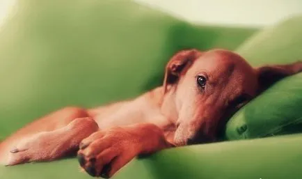 Slăbiciune în picioarele din spate de câini cum pentru a ajuta animalele de companie