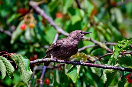 Starling - Fotografii, descriere, habitat, dieta, reproducerea
