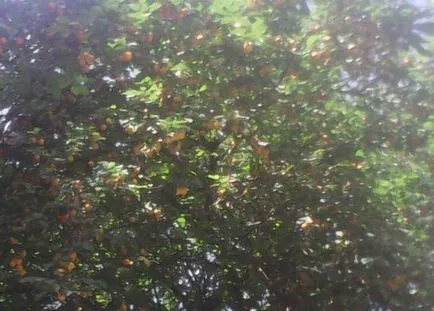 de reproducție de prune, de plantare și îngrijire (grupul nostru VKontakte) Prune de reproducere, de plantare și îngrijire