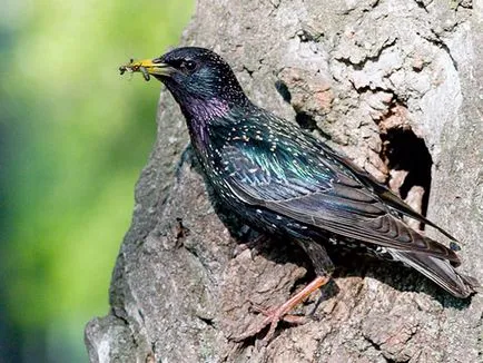 Starling - Fotografii, descriere, habitat, dieta, reproducerea