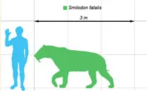smilodon smilodon