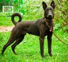 Câinii și pisicile sunt în mâini bune 1 (câine) Câinii și pisicile sunt în mâini bune 1