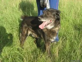 Câinii și pisicile sunt în mâini bune 1 (câine) Câinii și pisicile sunt în mâini bune 1