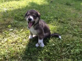 Câinii și pisicile sunt în mâini bune 1 (câine) Câinii și pisicile sunt în mâini bune 1