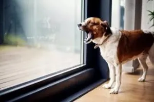 Dog strănut cauze, tratament, ce să facă pentru a vindeca