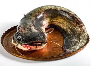 Catfish în cuptor rețete cu fotografii de gătit, calorii